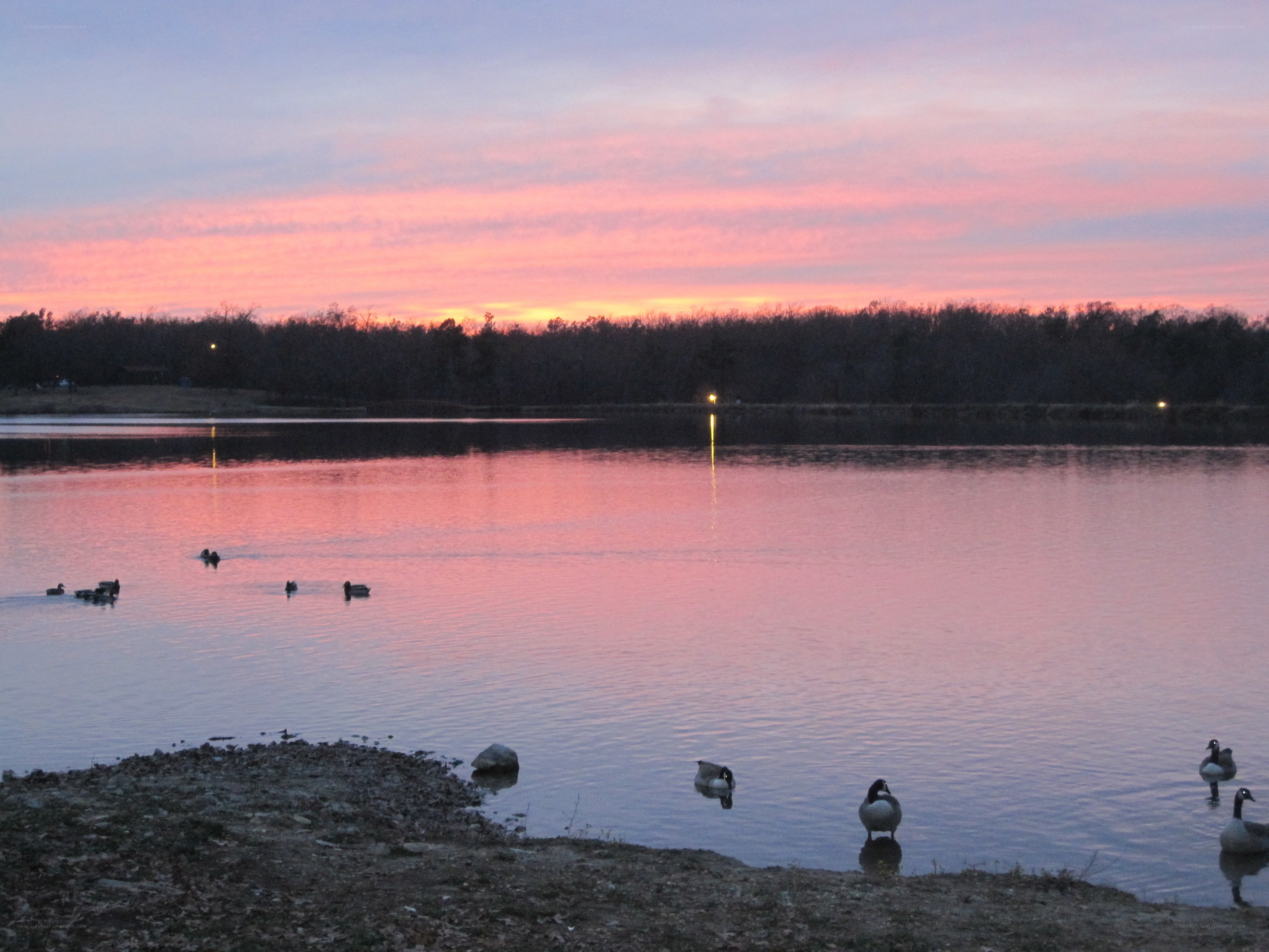 Ducks at sunset on a lake