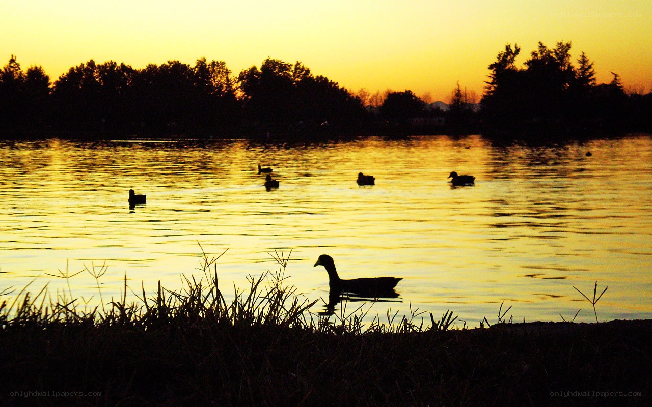 Ducks at sunset on a lake