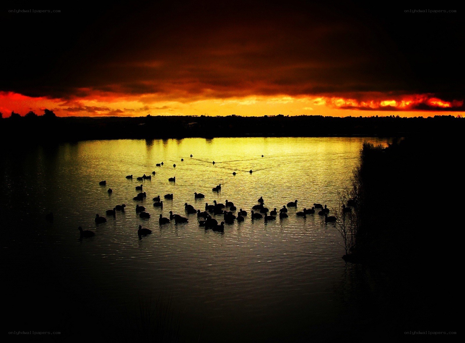Ducks at sunset on a lake