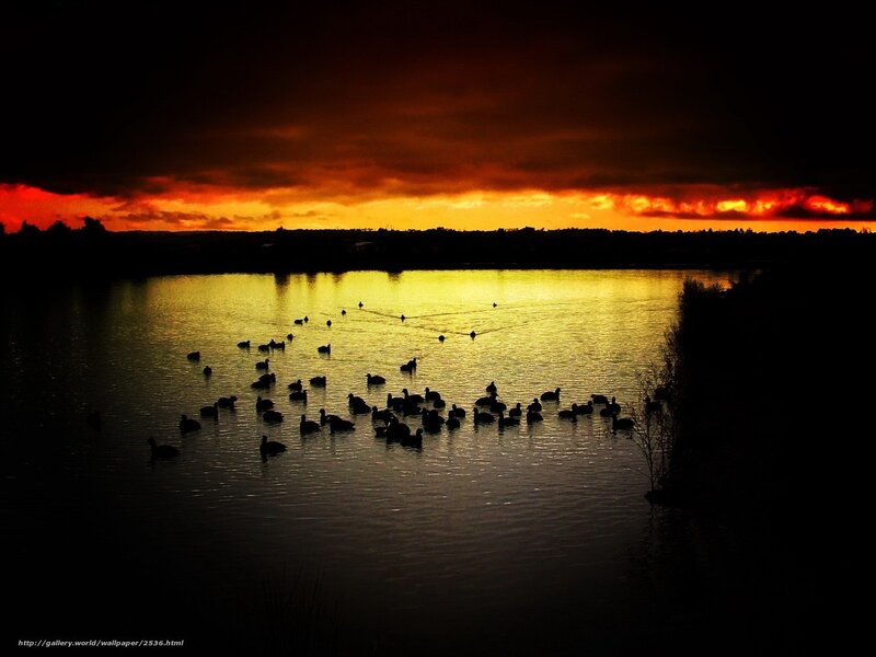 Ducks at sunset on a lake