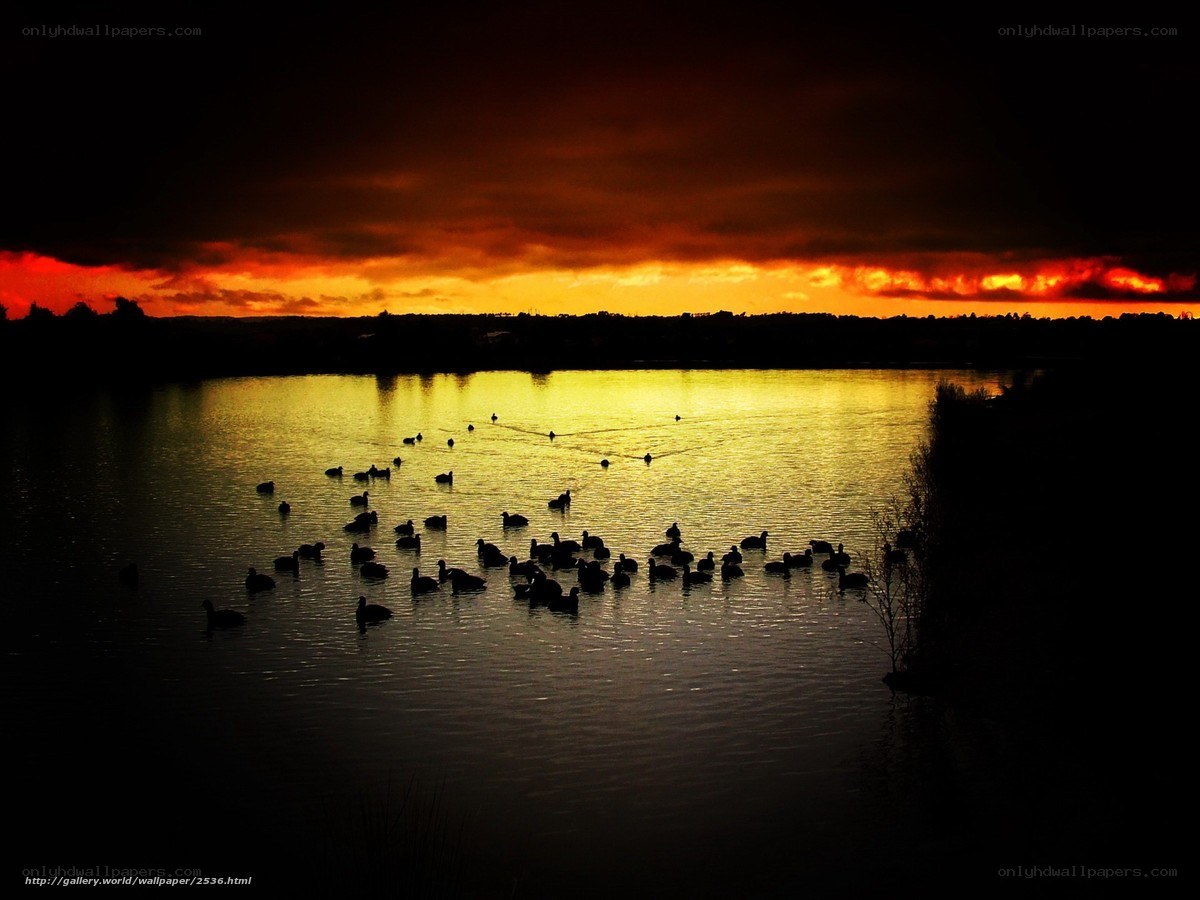 Ducks at sunset on a lake