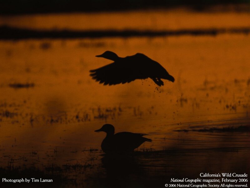 Ducks at sunset