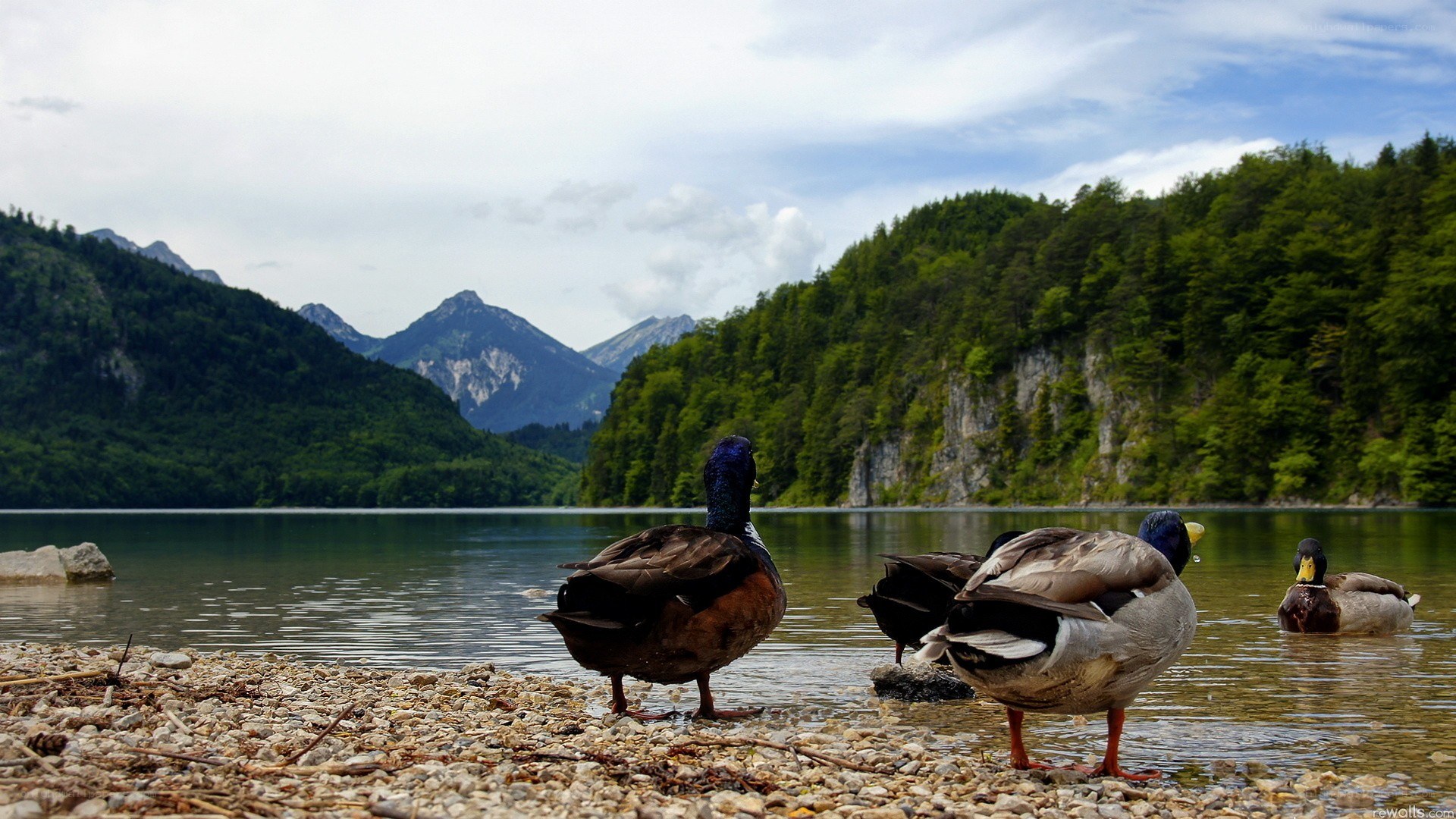 ducks by a mountain lake