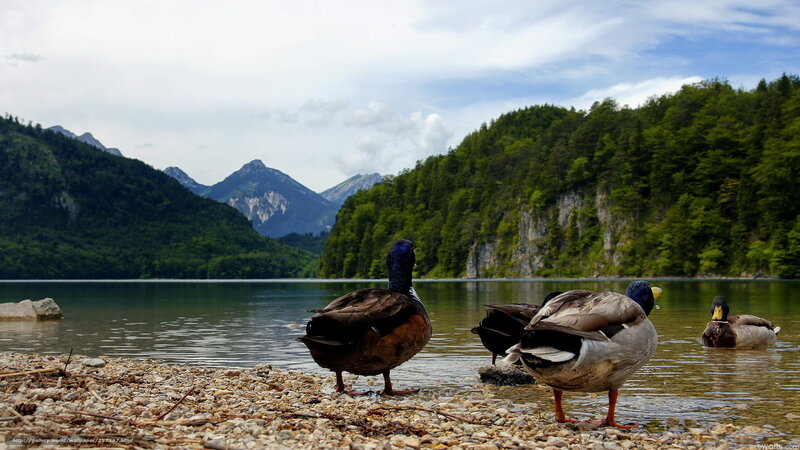 Ducks by a mountain lake