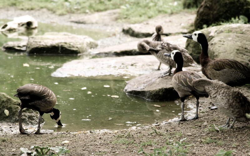 Ducks by a pond
