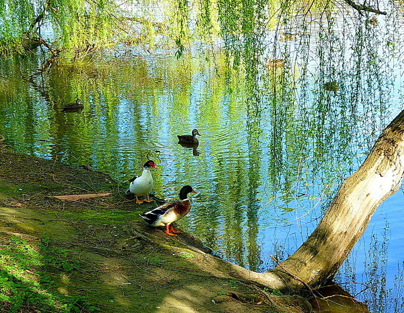 Ducks by a Pond — Green