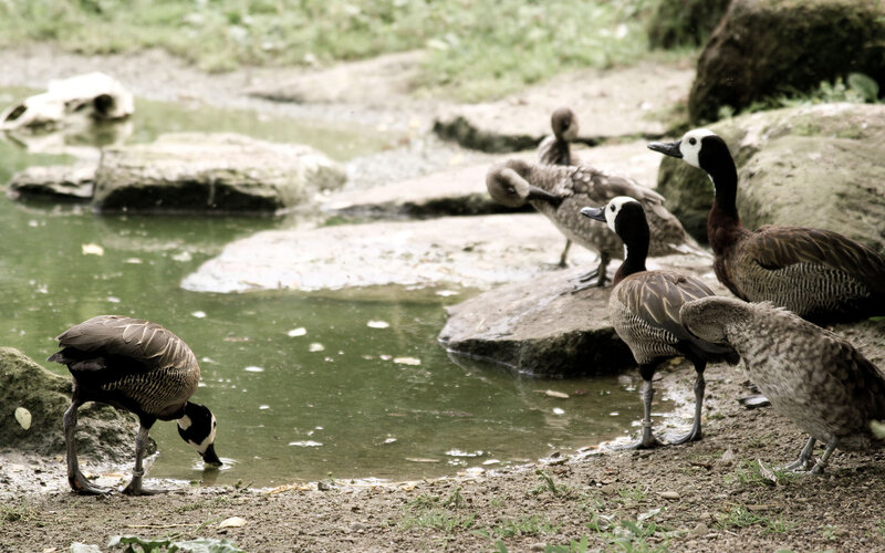Ducks by a pond