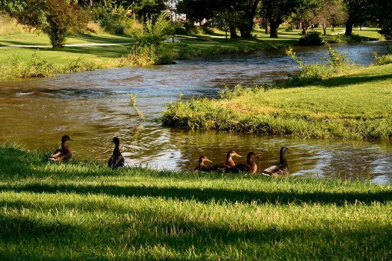 Ducks by a River