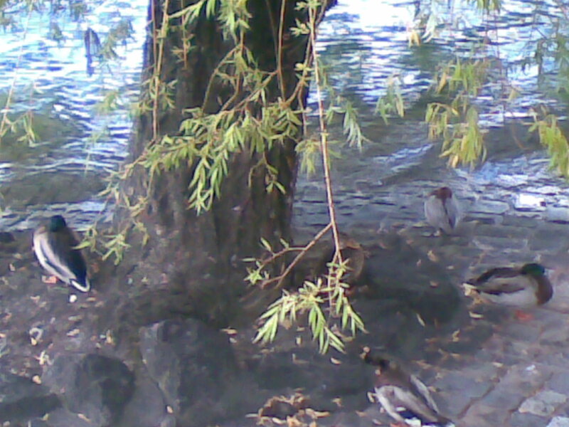 Ducks by a willow tree