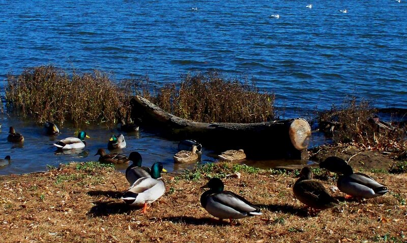 Ducks by Lake Shore