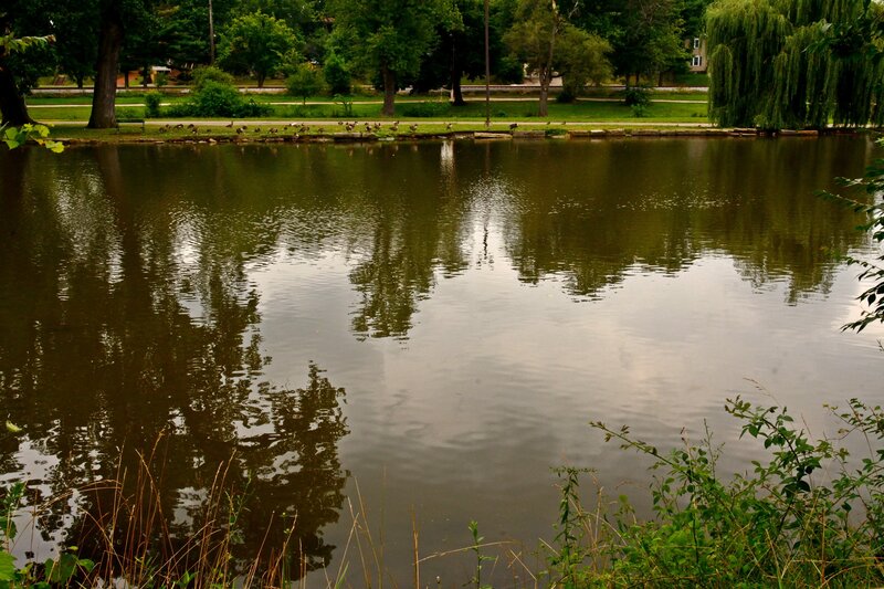 Ducks by Pond — Green