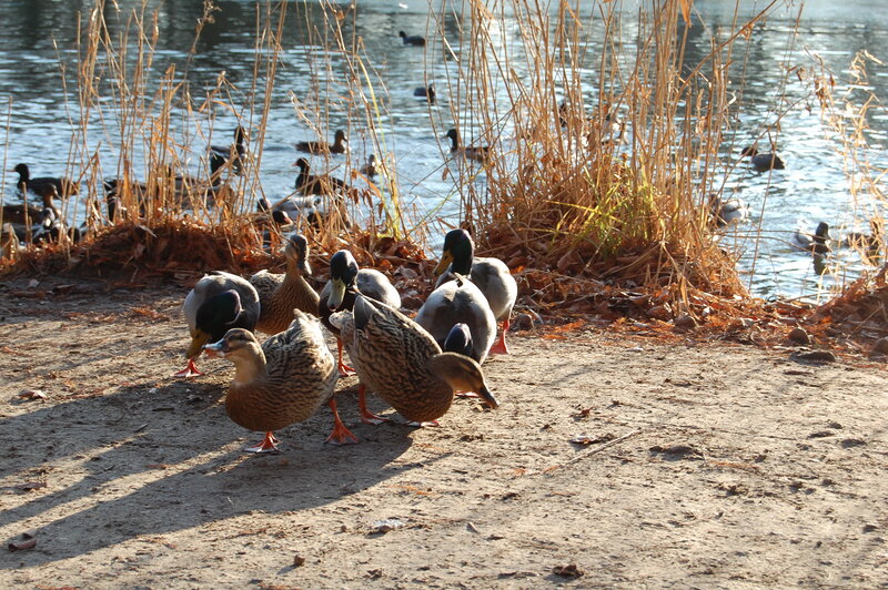 Ducks by the lakeside