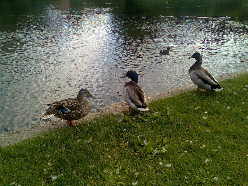 Ducks by the pond