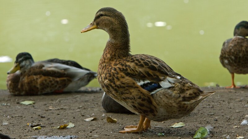 Ducks by the pond