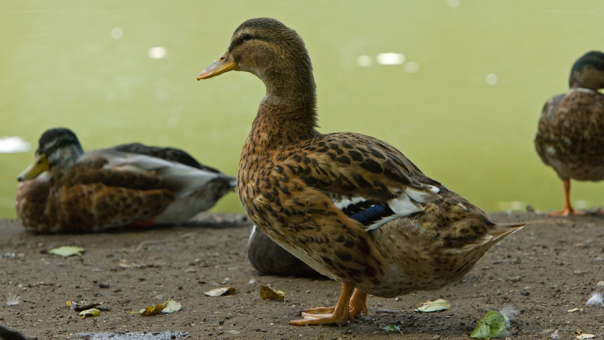 Ducks by the pond