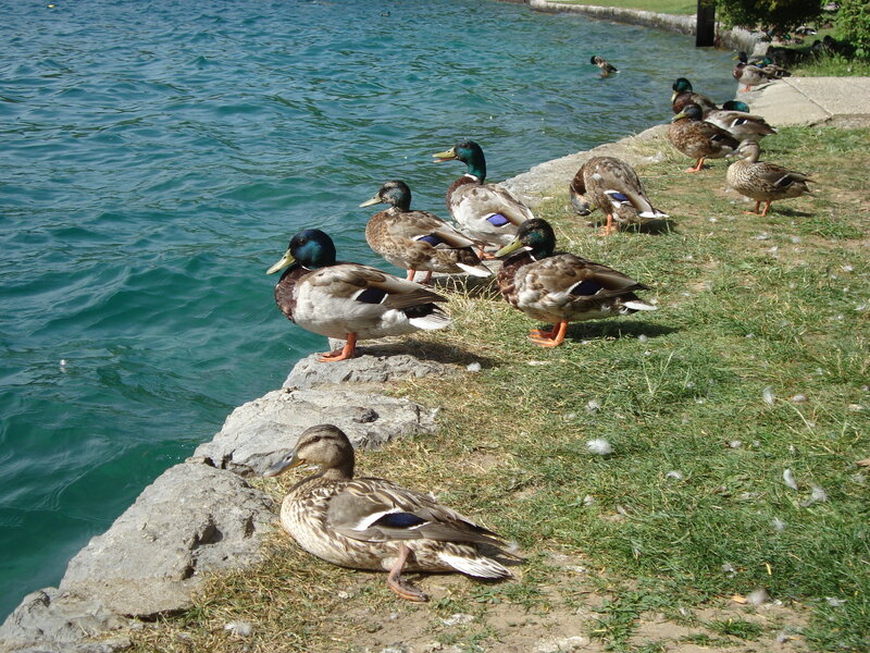 Ducks by the water's edge