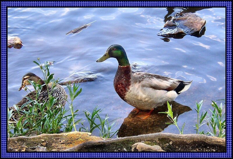 Ducks by the water