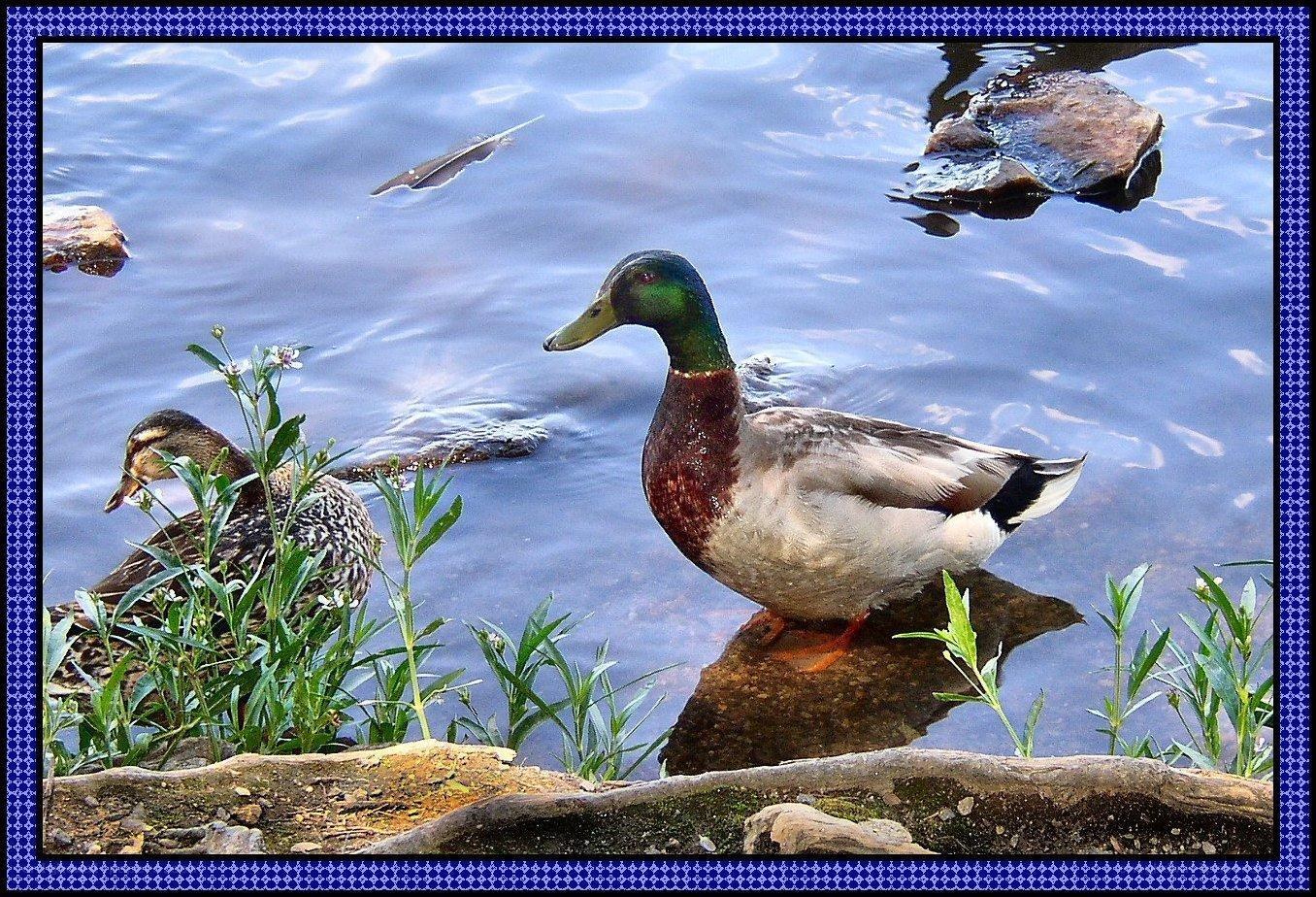 Ducks by the water