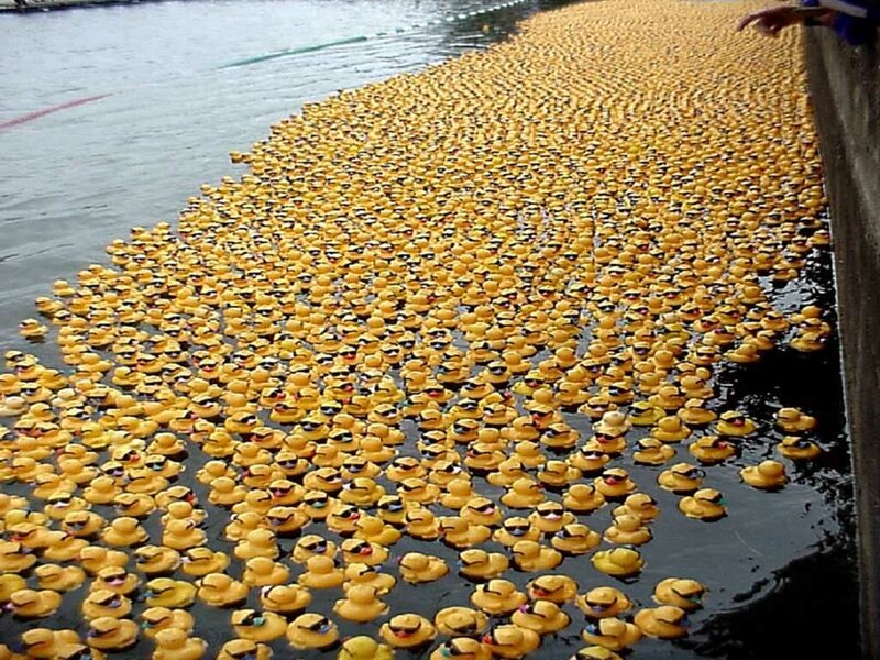 Ducks floating on water