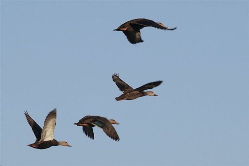 ducks flying in formation