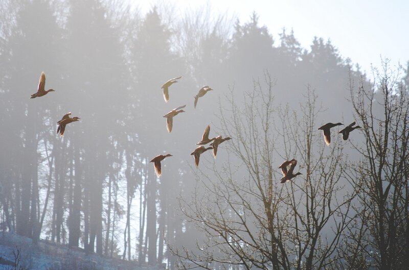 Ducks flying in misty forest