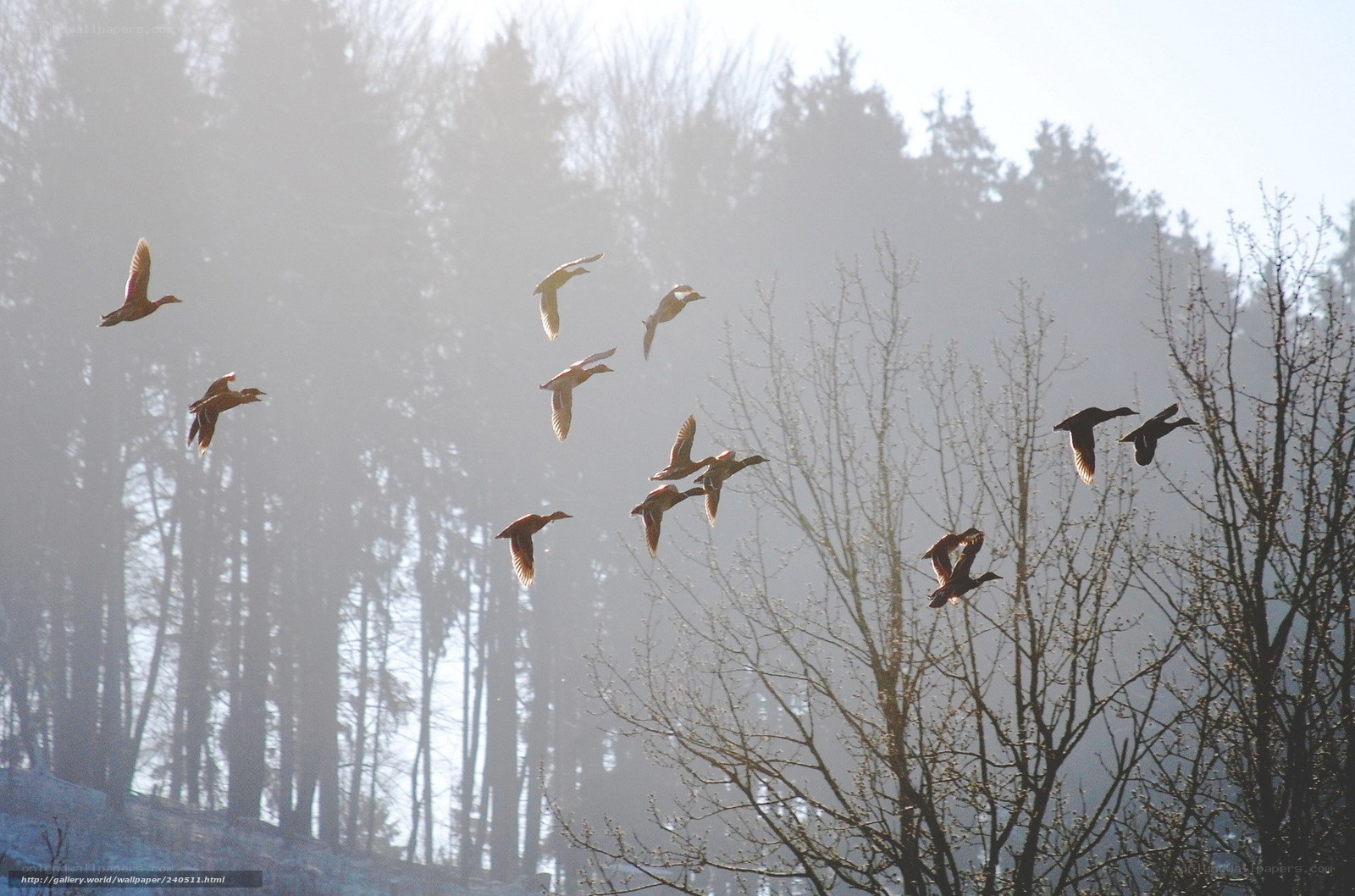 Ducks flying in misty forest