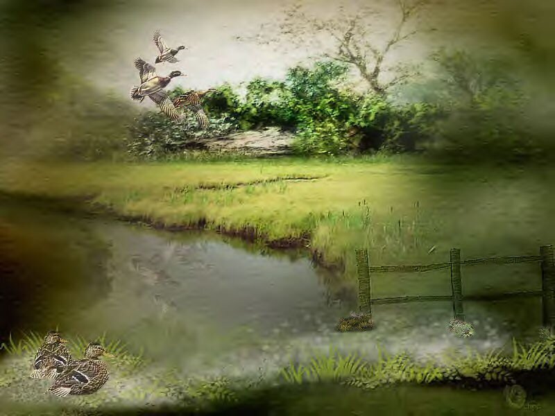 Ducks flying over a pond