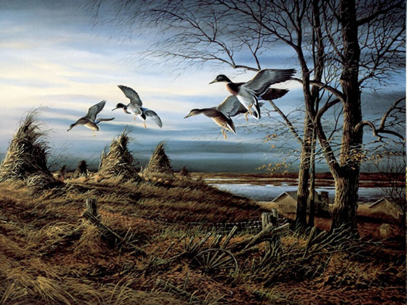 Ducks Flying over Field — Brown