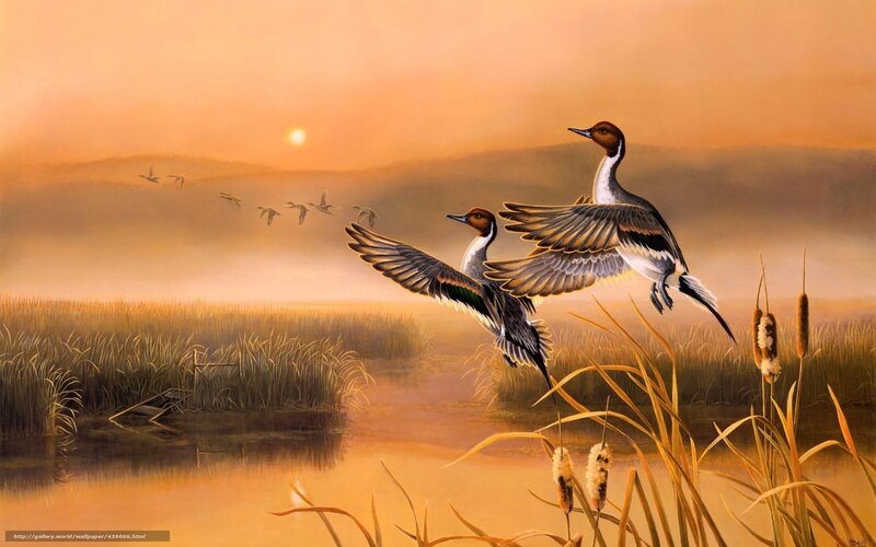 Ducks flying over marsh at sunset