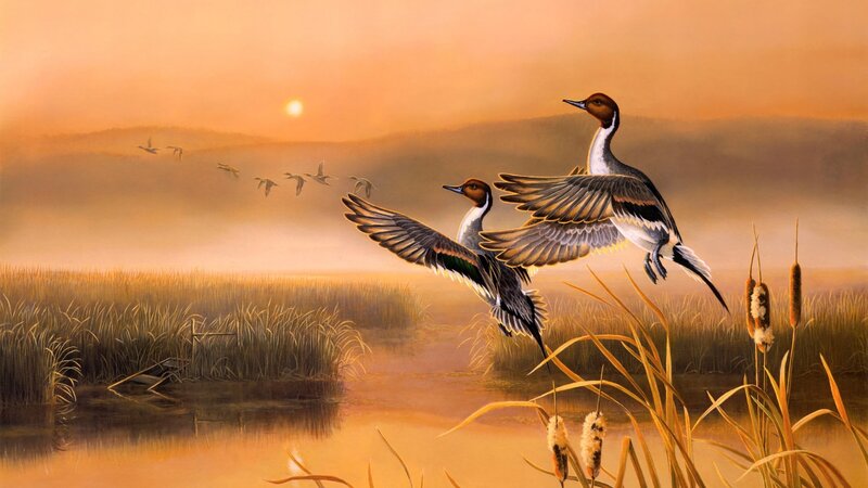 Ducks Flying over Marsh — Orange, Serene