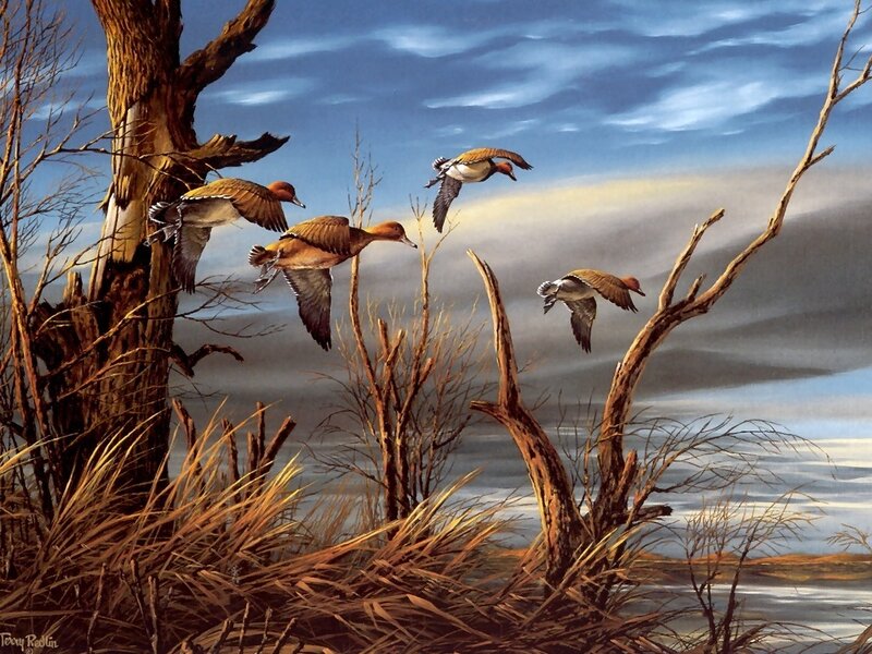 Ducks Flying over Marsh