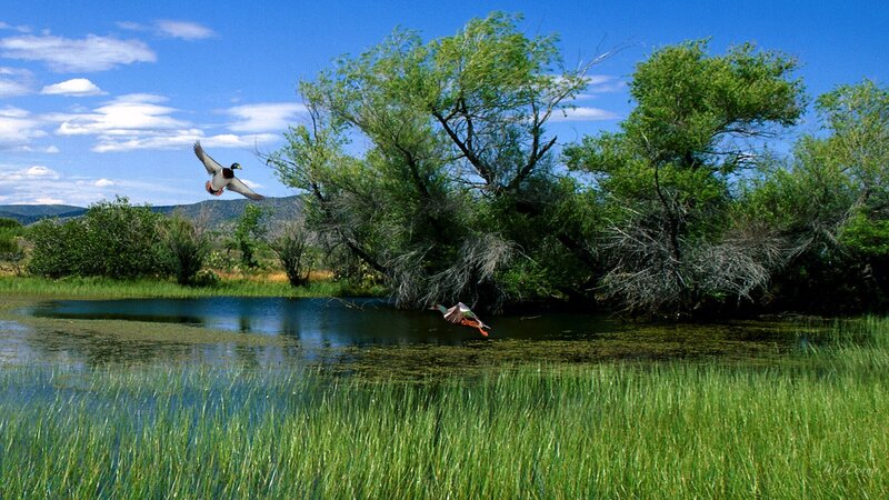 Ducks Flying over Pond — Green