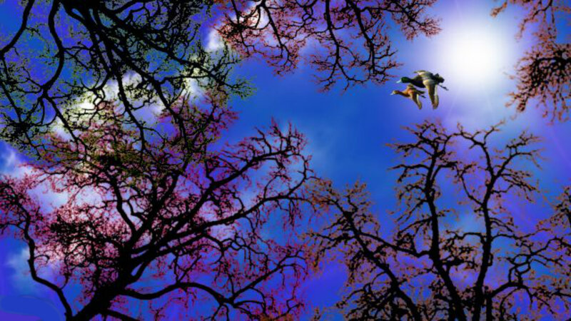 Ducks Flying over Trees — Blue