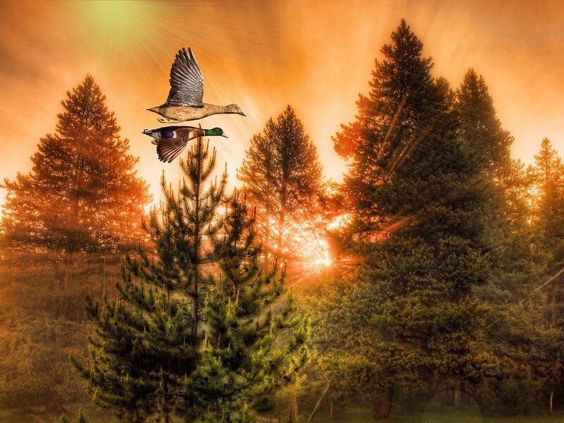 Ducks Flying over Trees