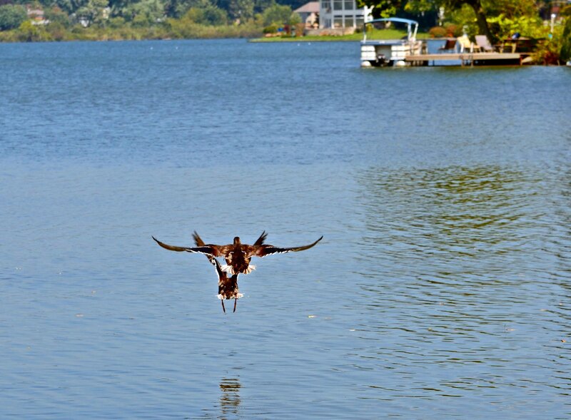 Ducks Flying over Water — Blue, Serene