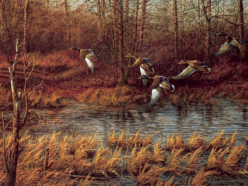 Ducks Flying over Water — Brown