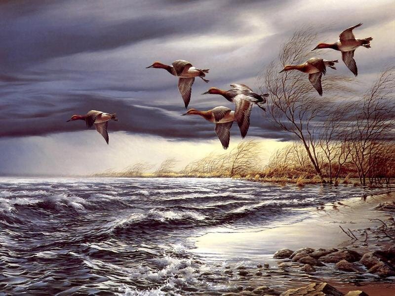 Ducks Flying over Water — Gray, Dramatic