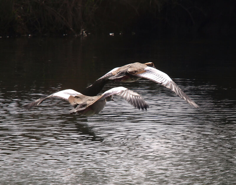 ducks flying over water