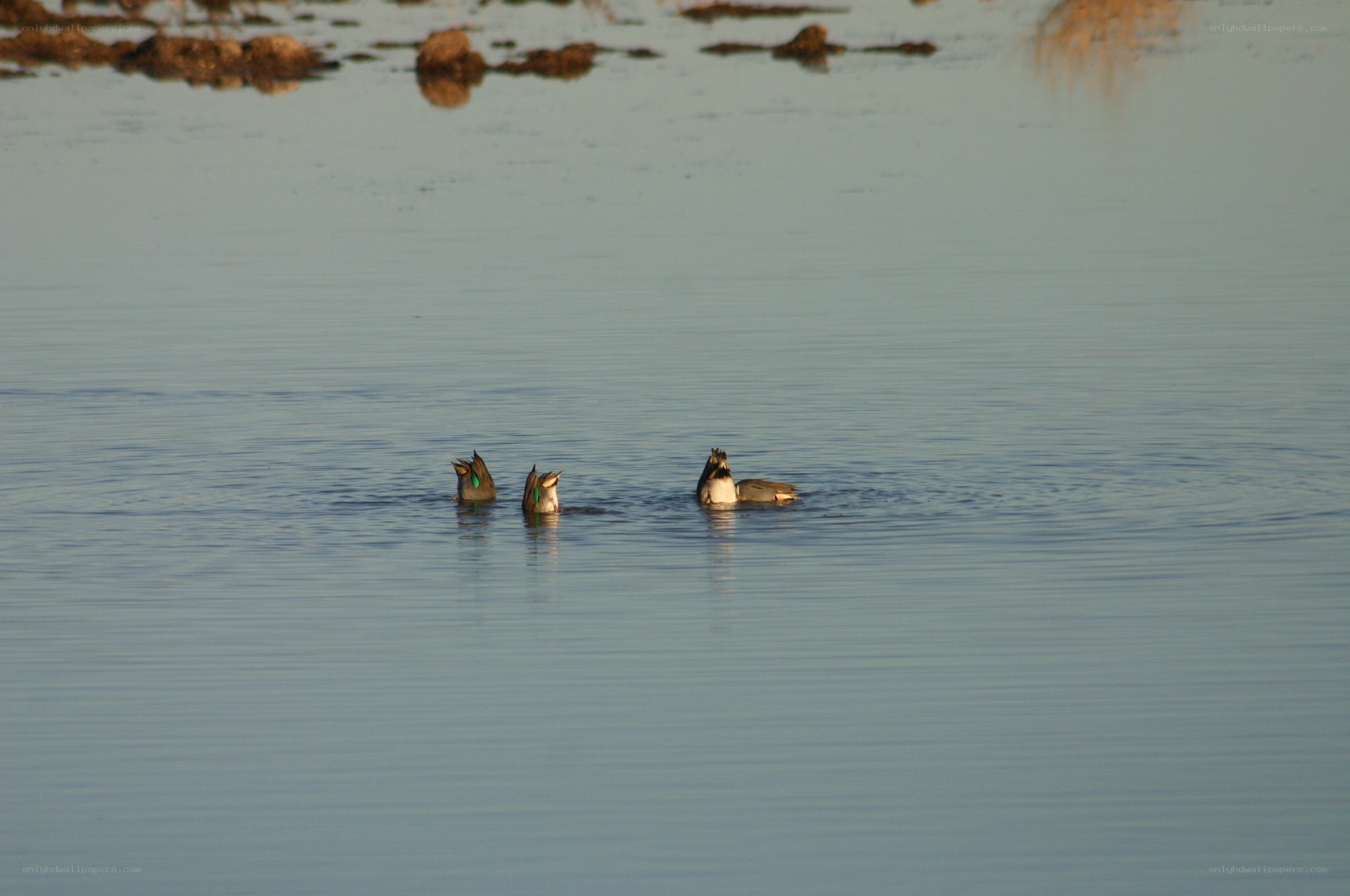 Ducks foraging in calm water
