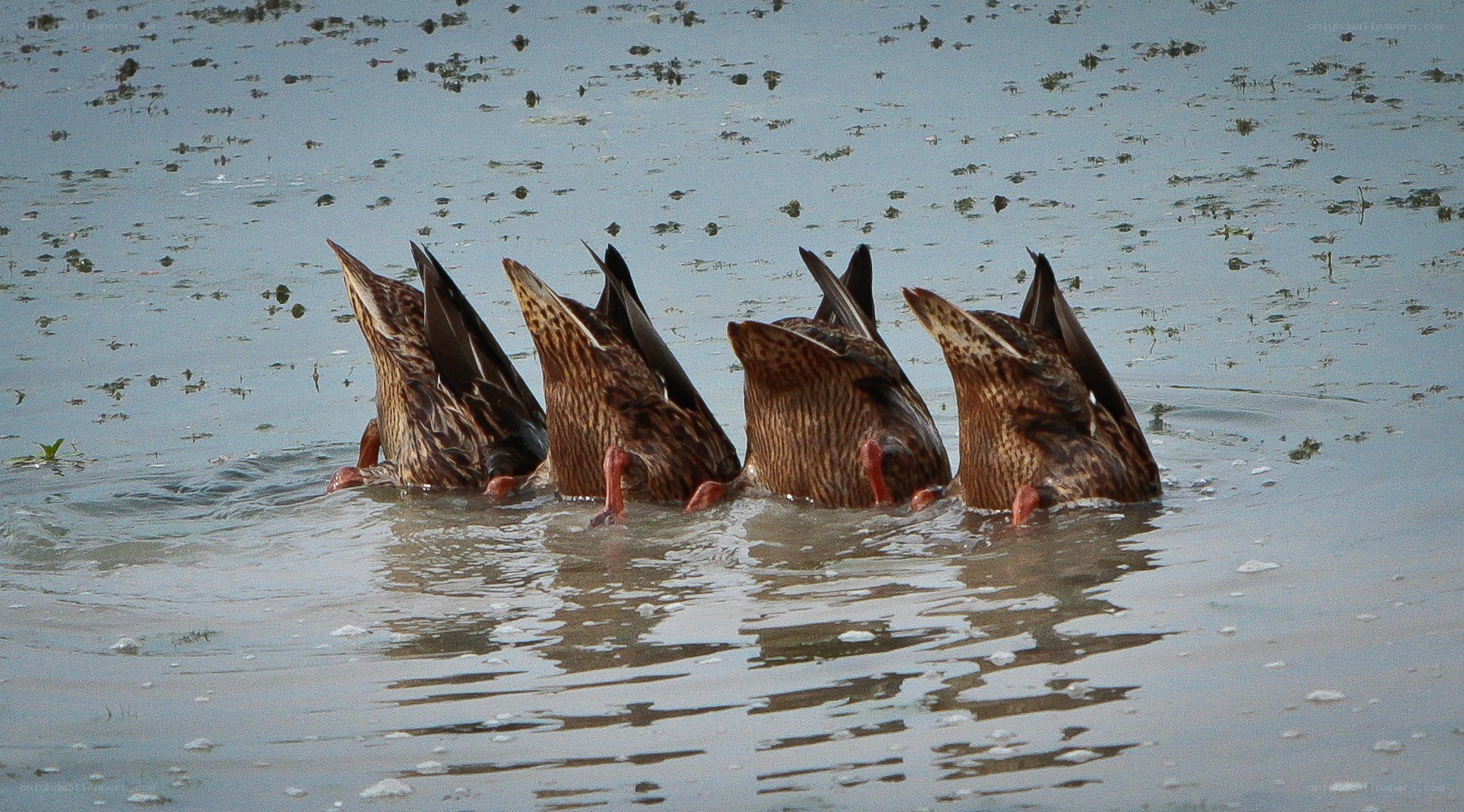 Ducks foraging in shallow water