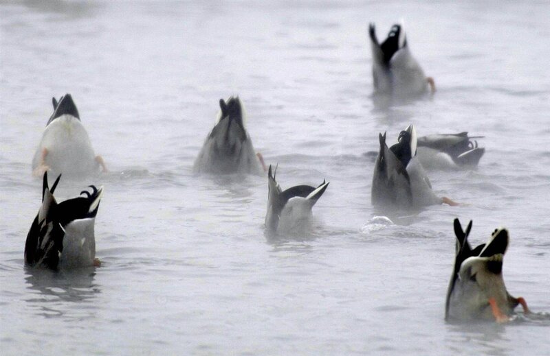 Ducks foraging in water