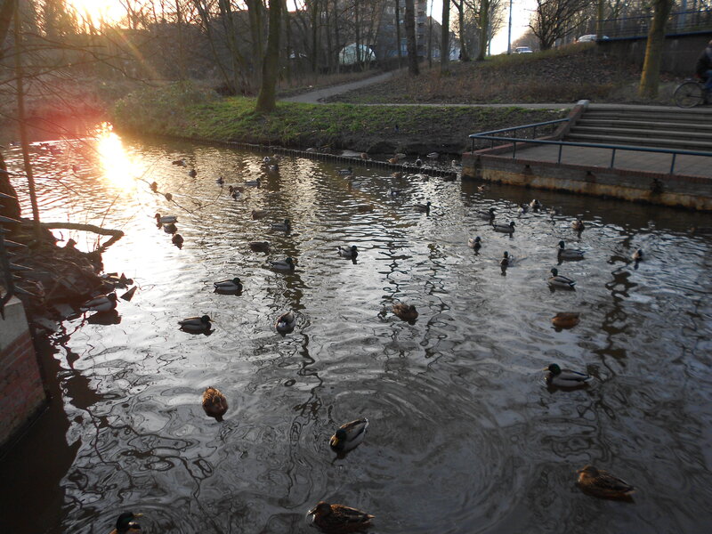 Ducks in a Canal