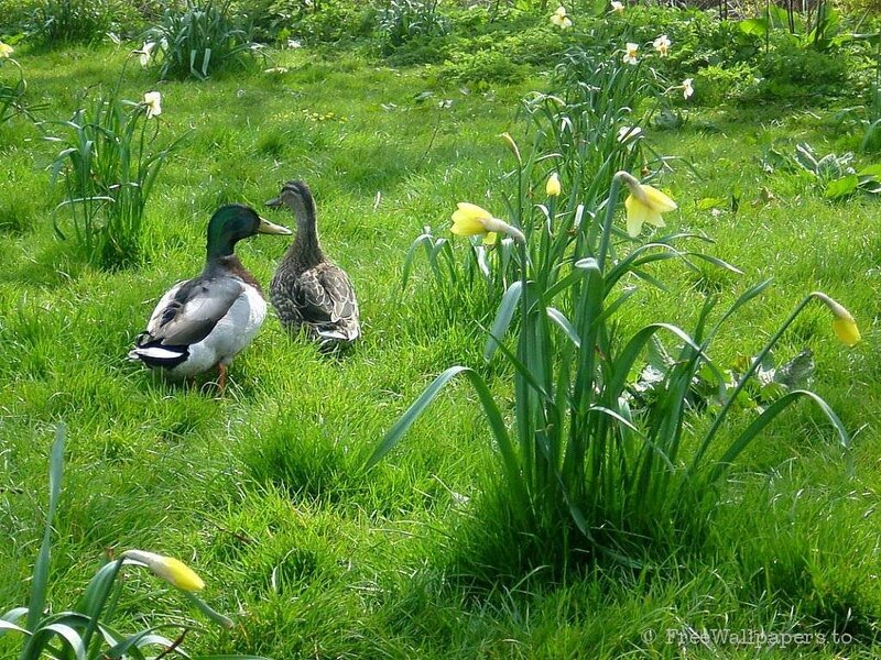 Ducks in a daffodil garden