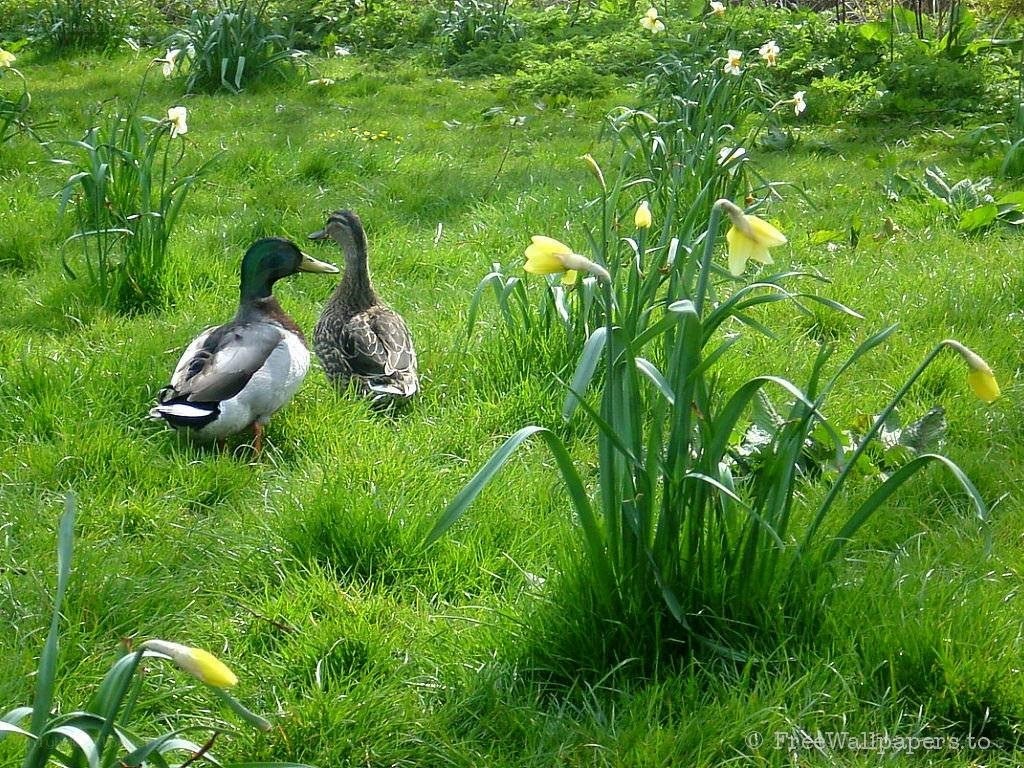 Ducks in a daffodil garden