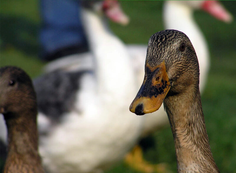 ducks in a field