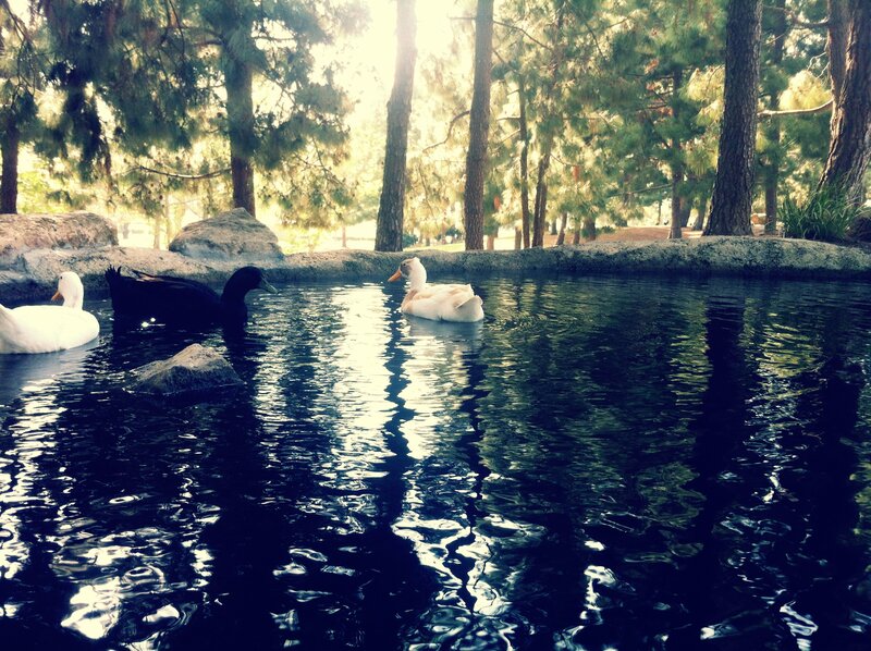 Ducks in a forest pond