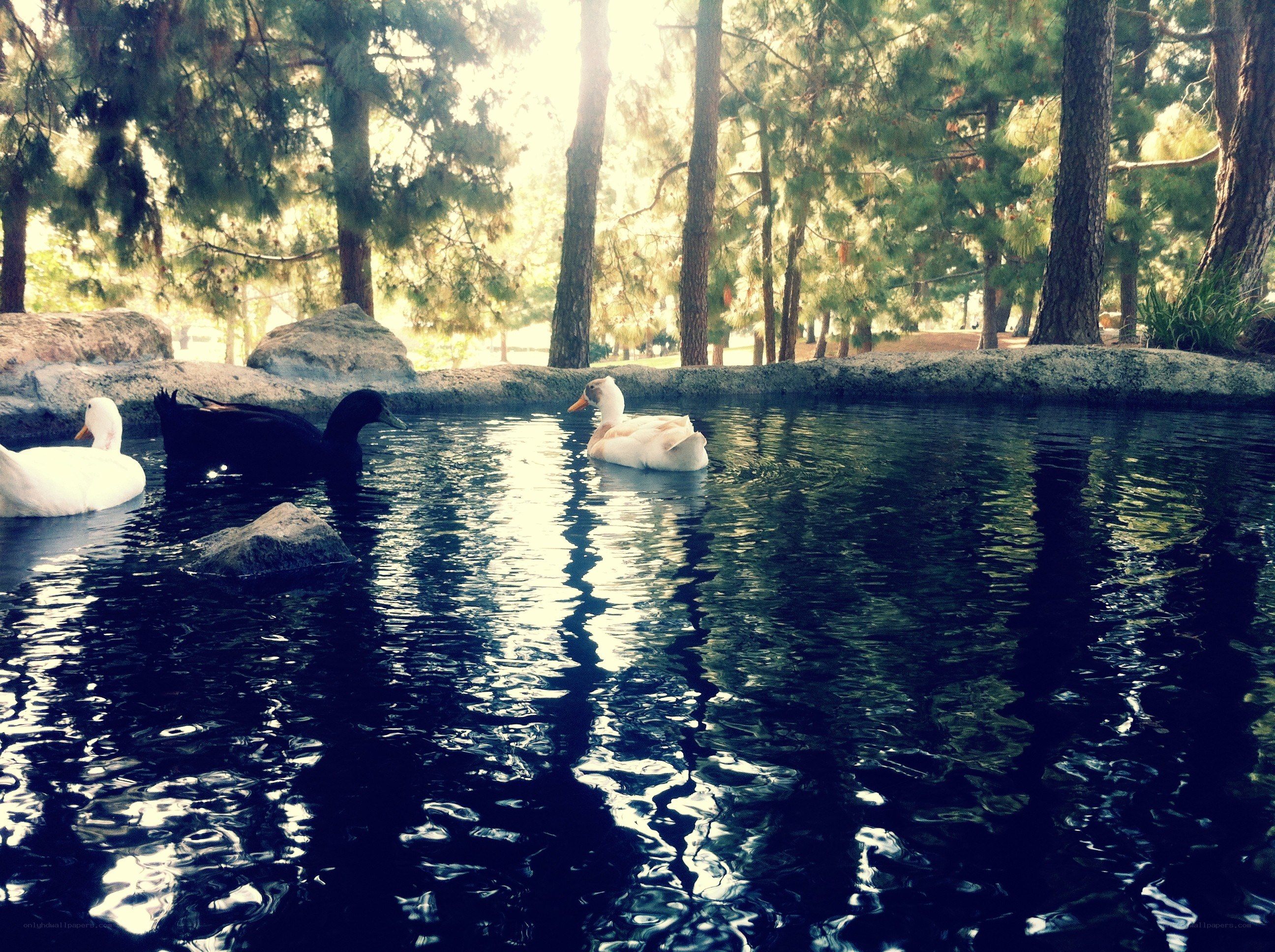 Ducks in a forest pond