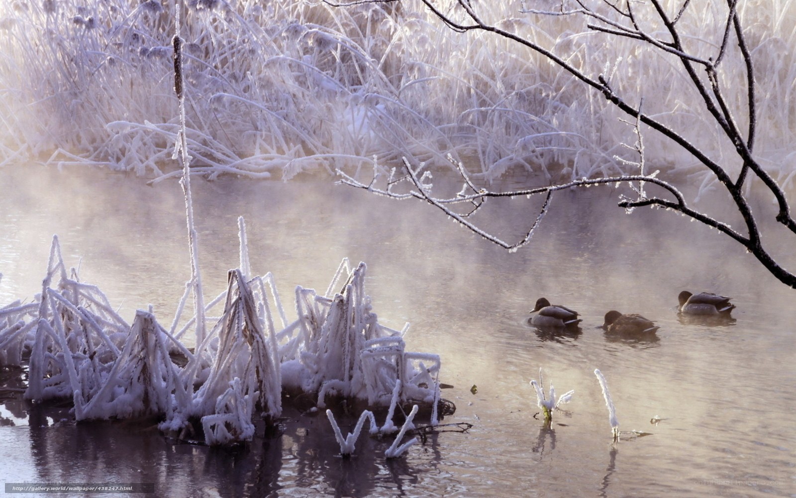 Ducks in a frosty pond