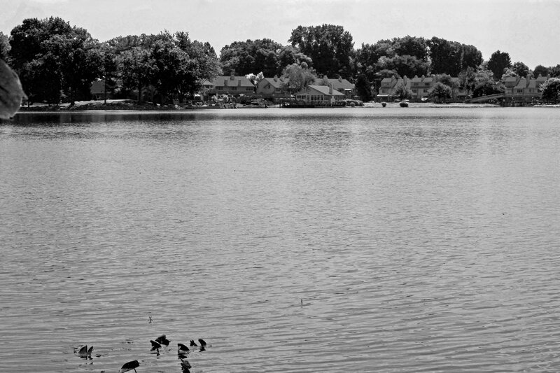 Ducks in a Lake — Black
