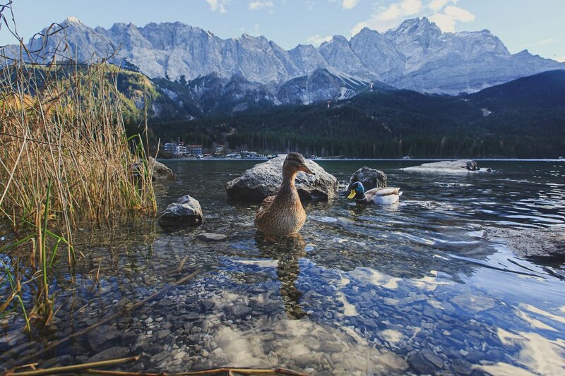 Ducks in a Lake — Blue